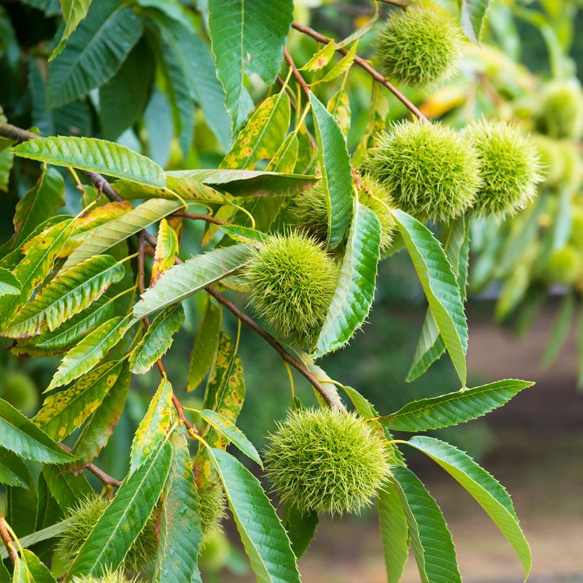 Châtaignier Marlhac Castanea sativa résistant aux maladies, variété