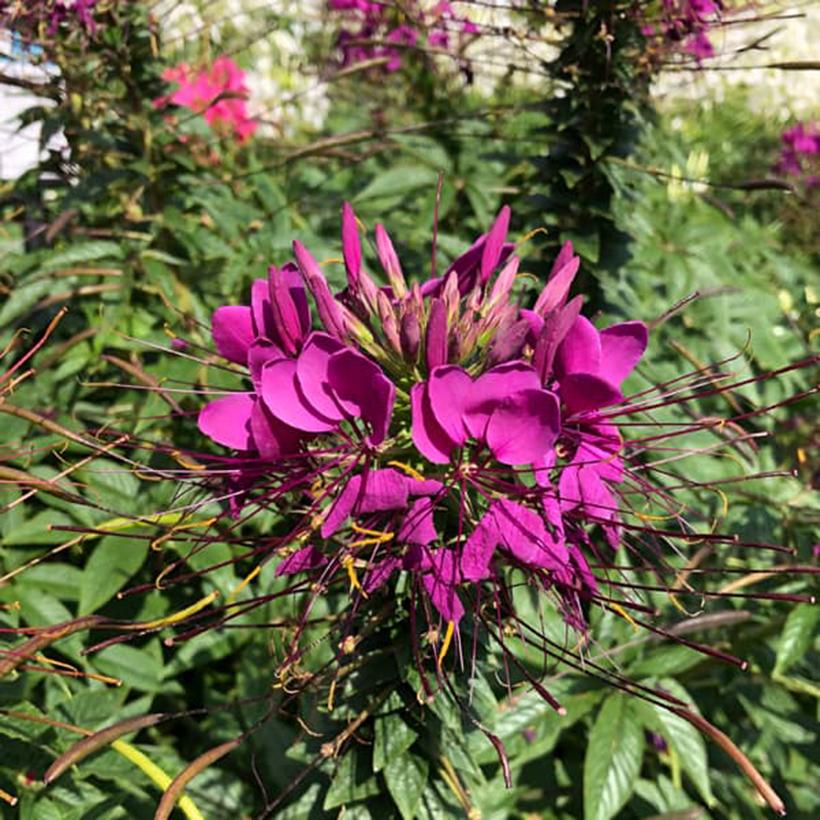 Cleome Sparkler 2.0 Purple Fleur araignée violette Variété améliorée