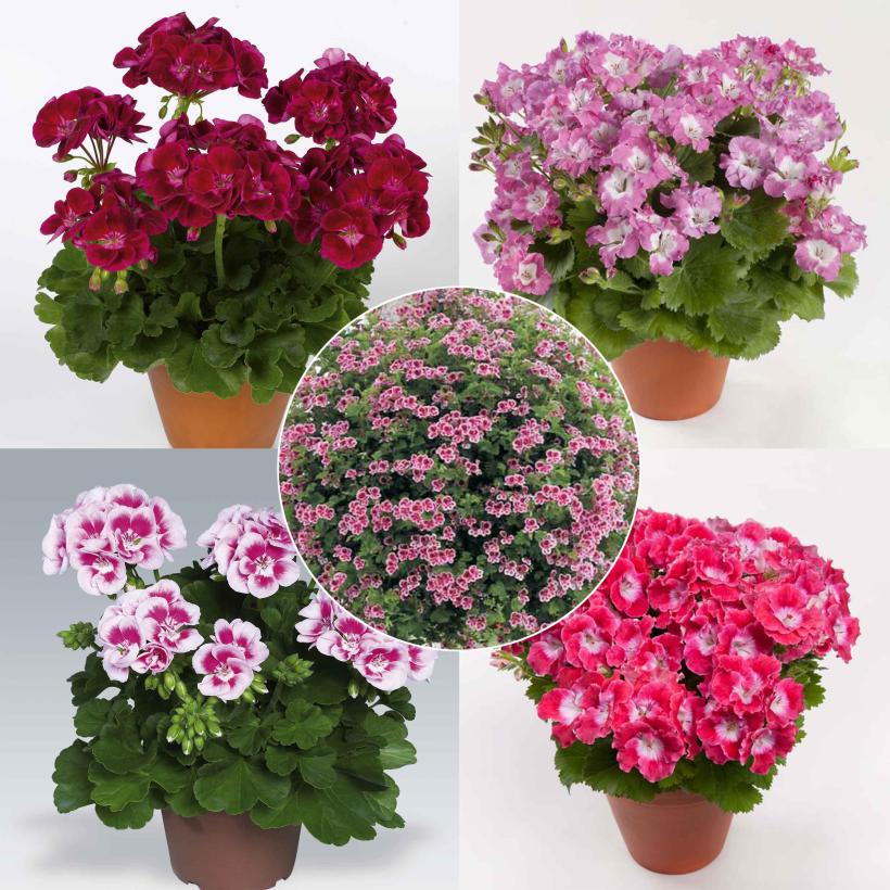 Géraniums Debout - Pelargonium Zonale - Différentes Couleurs - Pot 12cm - Set De 3 Plantes