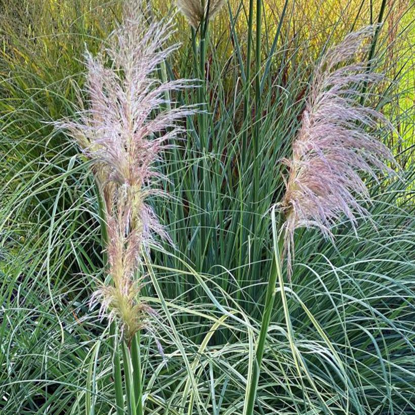 Cortaderia selloana Pink Phantom Herbe de la Pampa panachée aux — free download