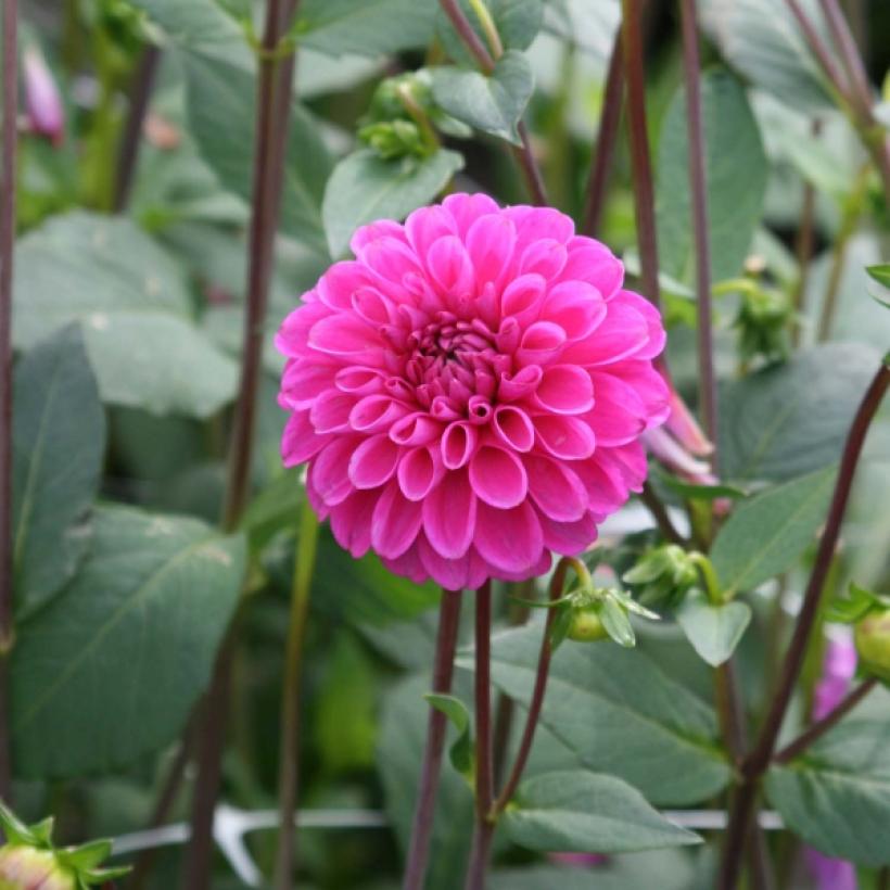 Dahlia Purple Fox - Dahlia pompon aux pétales groupés en boule de
