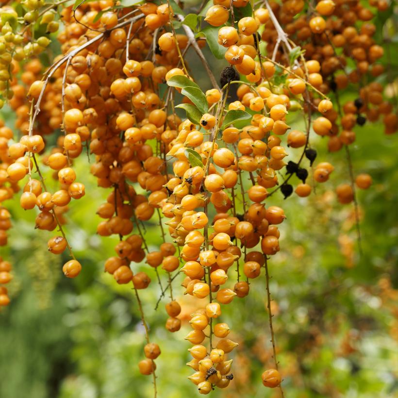 Vanillier de Cayenne - Duranta repens ou erecta - Arbuste de climat ...