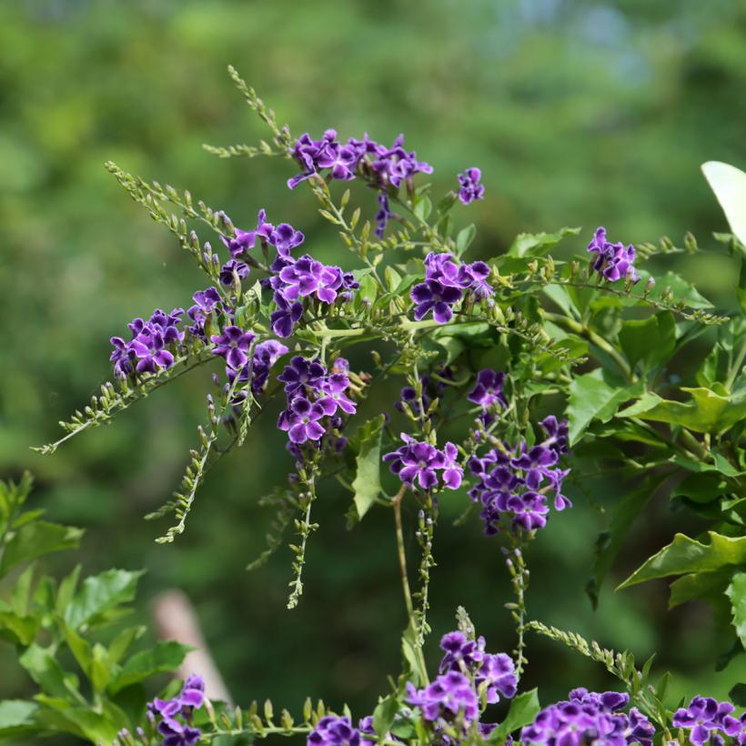 Vanillier de Cayenne - Duranta repens ou erecta - Arbuste de climat ...