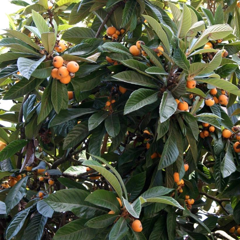 Néflier du Japon Eriobotrya japonica Bibacier Petit arbre — free download