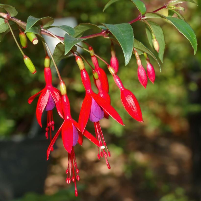 Fuchsia regia Reitzii - Fuchsia royal - Fuchsia macrostema – Rustique