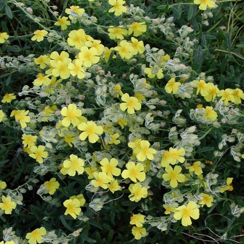 helianthemum-nummularium-h-lianth-me-commun-fleurs-jaunes