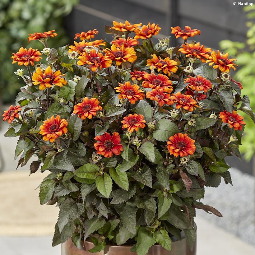 Heliopsis Luna Roja Vivace Compacte Au Feuillage Sombre Et Fleurs heliopsis-luna-roja-vivace-compacte-au-feuillage-sombre-et-fleurs