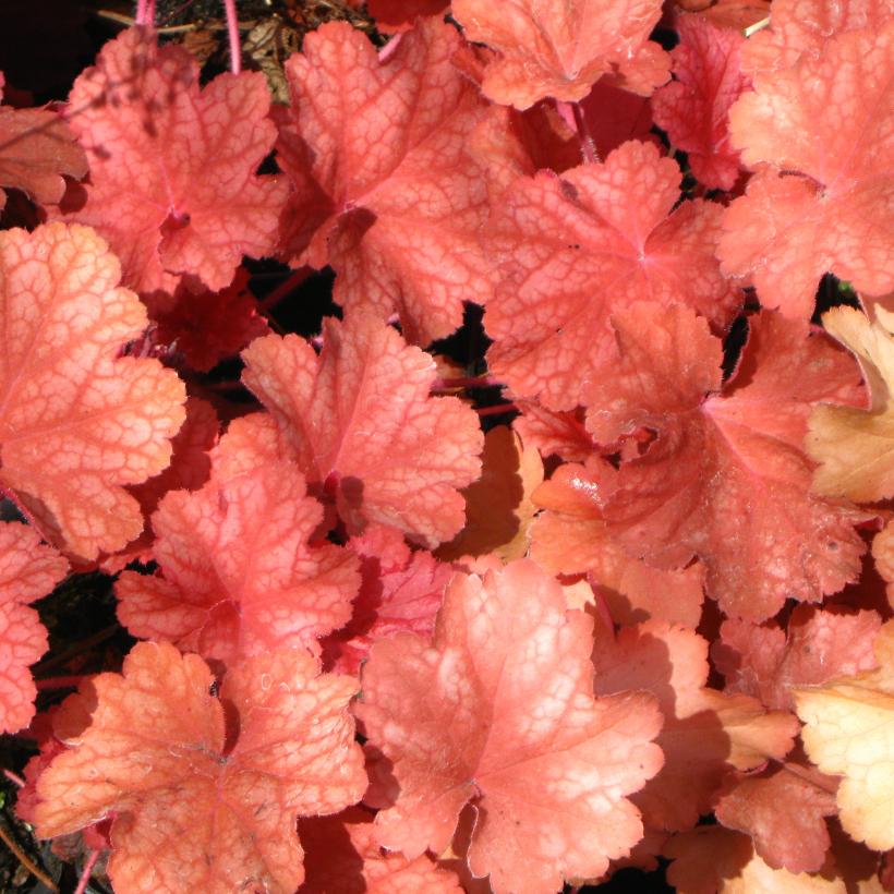Heuchère Rio® - Heuchera - Vivace à feuillage rose orangé virant au ...