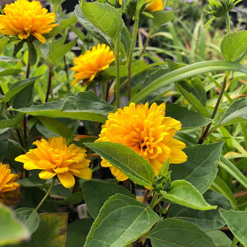 Helianthus decapetalus Soleil d'Or Ancienne variété de soleil vivace
