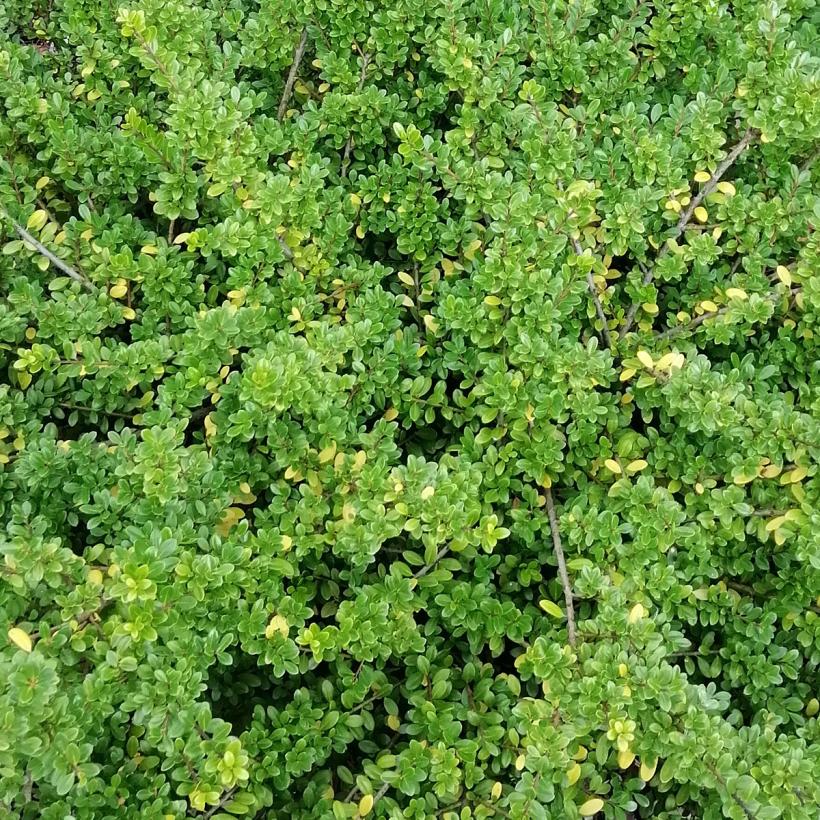 Ilex crenata Convexa taillé en boule - Topiaire de Houx crénelé pour