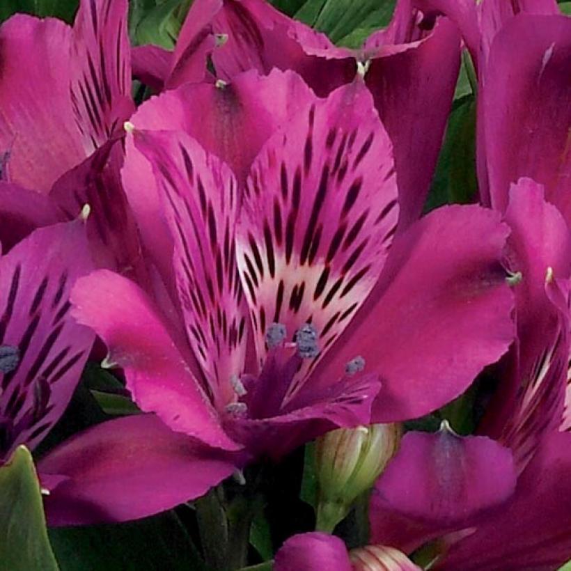 alstroemeria-inticancha-machu-lis-des-incas-alstro-m-re-compact
