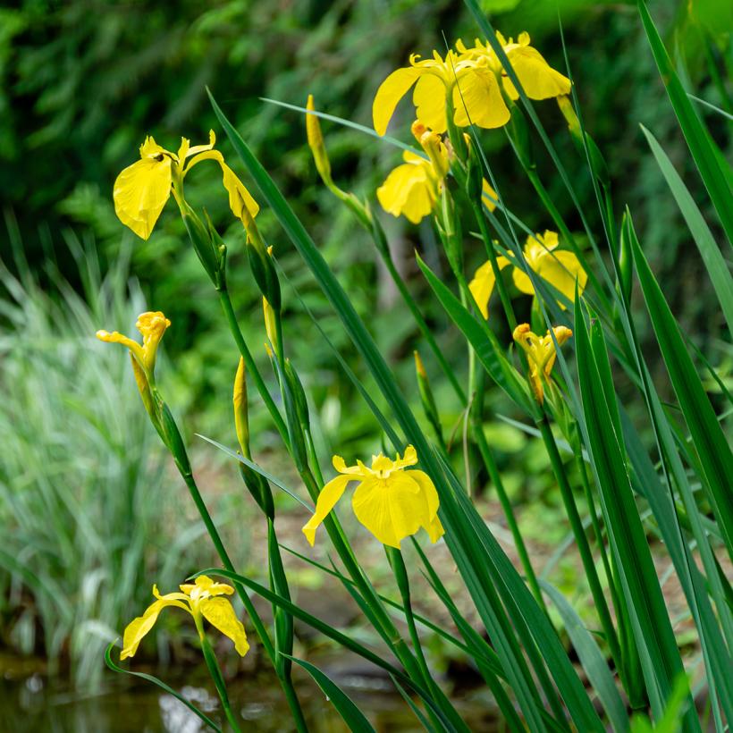 iris-pseudacorus-iris-d-eau-des-marais-de-jolies-fleurs-jaune-vif