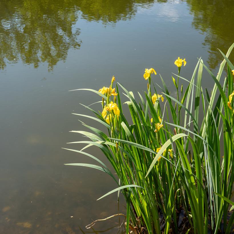 iris-pseudacorus-iris-d-eau-des-marais-de-jolies-fleurs-jaune-vif