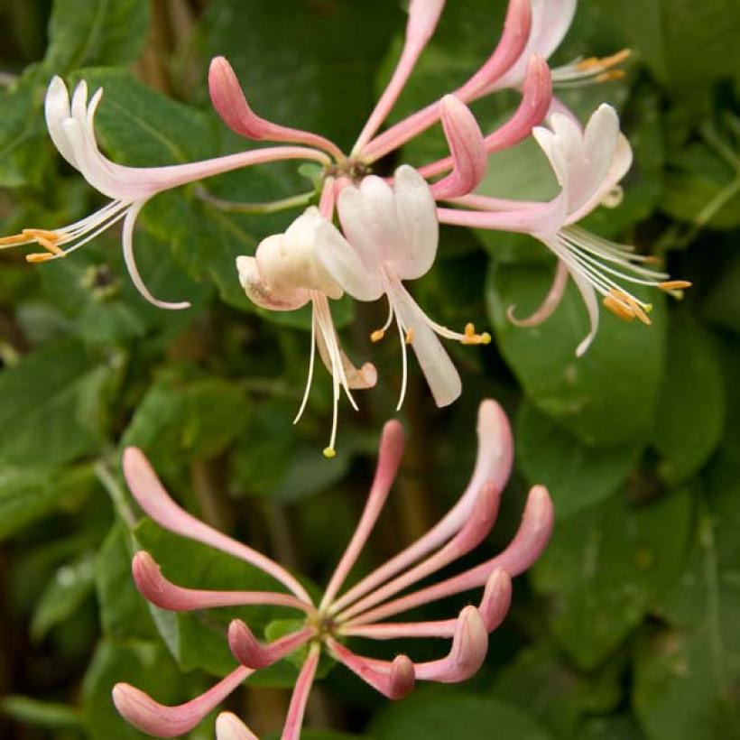 Chèvrefeuille 'Gold Flame' - Plante Grimpante Parfumée, Fleurs Rose-orange, Résistante Au Froid - 9
