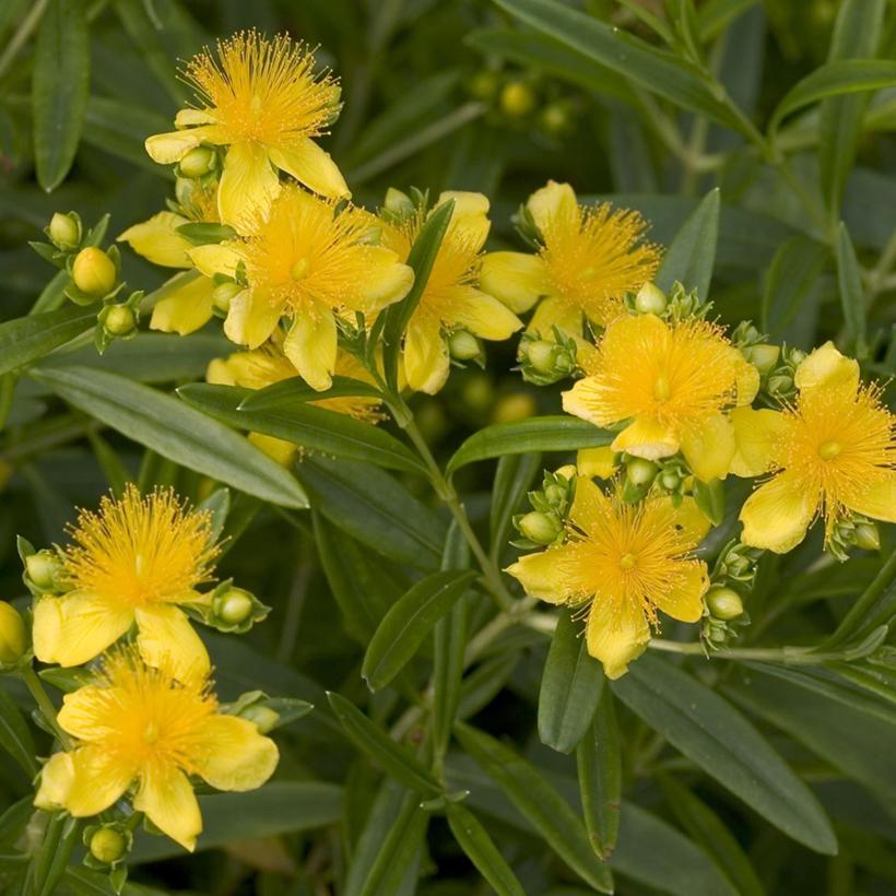 Compact Hypericum Hypericum kalmianum Sunny Boulevard - Millepertuis arbustif compact ...