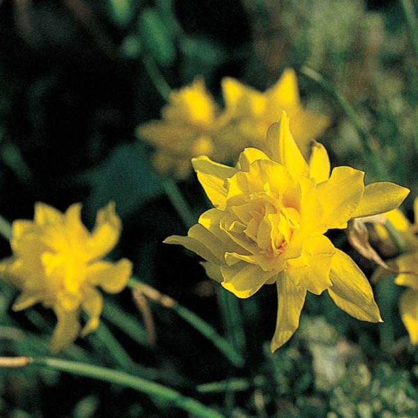 narcisse-odorus-rugulosus-flore-plenonarcisse-semi-double-jaune