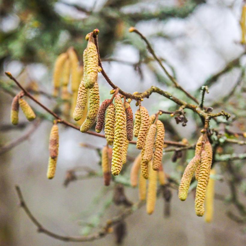 CORYLUS AVELLANA 'GEANT DE HALLE' - Noisetier Géant de Halle : taille 30/40 cm - pot de 1.3 litres - Jardin des gazelles - Jardinerie en ligne CORYLUS AVELLANA 'GEANT DE HALLE' - Noisetier Géant de Halle : taille 30/40 cm - pot de 1.3 litres - Jardin des gazelles - Jardinerie en ligne