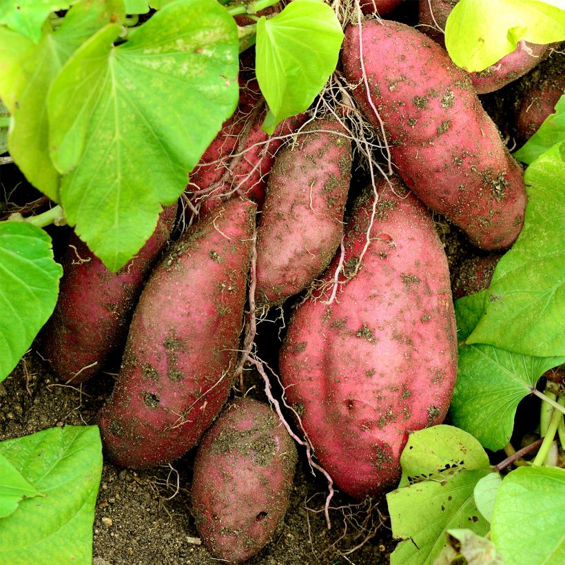 Patate Douce Ipomoea batatas Tubercule pour potager — free download