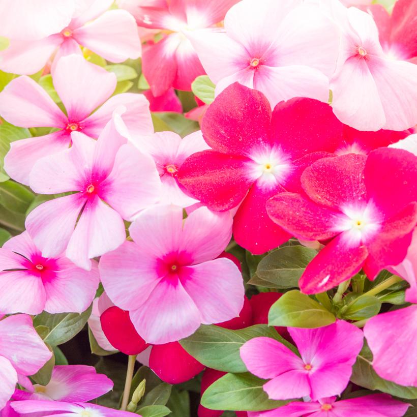 Pervenche De Madagascar Mediterranean XP M lange Catharanthus Roseus Pervenche De Madagascar Mediterranean XP M lange Catharanthus Roseus