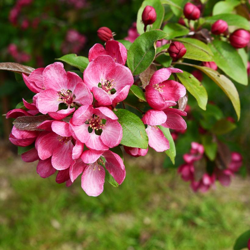 Malus Indian Magic - Pommier d'ornement aux fleurs rose rouge et petits ...