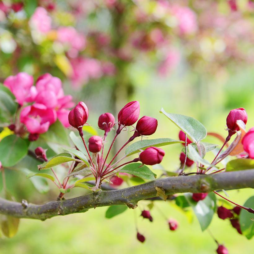 Malus Indian Magic - Pommier d'ornement aux fleurs rose rouge et petits ...