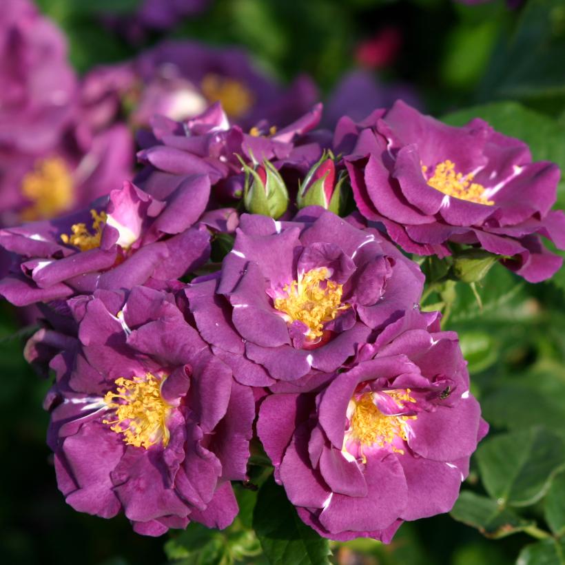Rosa Rhapsody Rosa Rhapsody In Blue® /Frantasia - Rosier hybride moderne