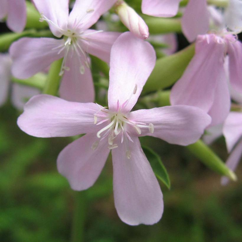 Saponaire Officinale Saponaria Officinalis - 50 Graines Semences Pour Jardin