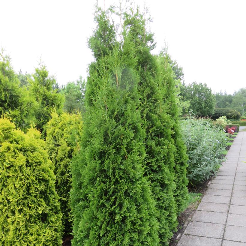 thuja-occidentalis-king-of-brabant-thuya-du-canada-port-fortement