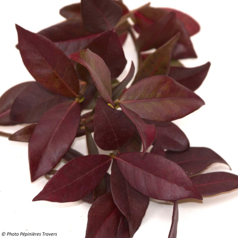 Jasmin Étoilé Winter Ruby 'Trared' – Persistant Parfumé Feuillage Rouge Hivernal 3-5 M