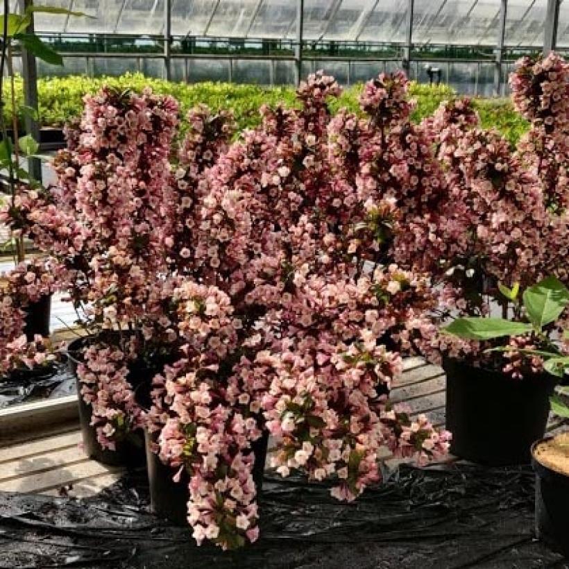 Weigela florida Big Love Weigélia compact à longue floraison estivale