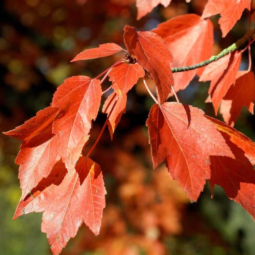 Acer rubrum Armstrong - Érable rouge au port érigé, colonnaire et à ...