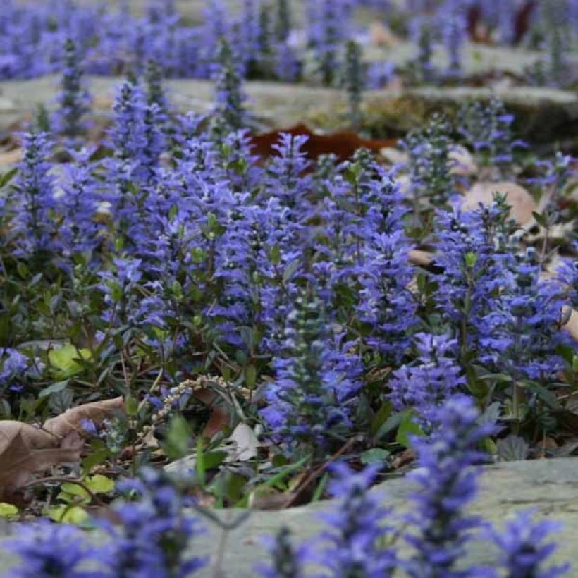 Ajuga reptans - Bugle rampant- couvre-sol à fleurs bleues
