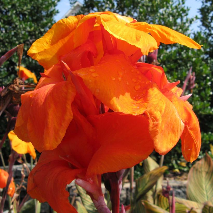 Le Canna Wyoming, un grand canna aux fleurs orange vif sur de grandes — free download