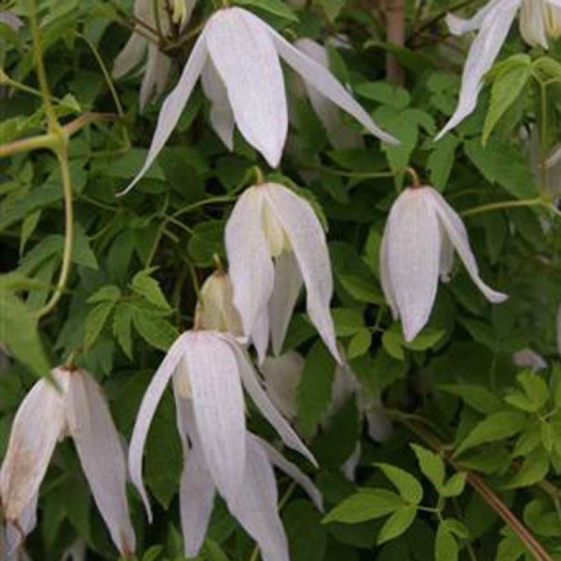 Clématite Broughton Bride Clematis macropetala à fleurs blanches