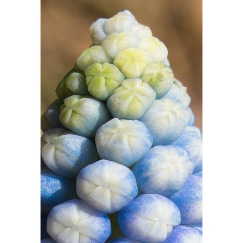 Bulbes 100 Bulbes De Fleurs 6 Mois De Fleurs En Mélange - Galanthus