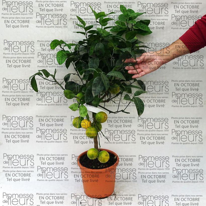 Citrus meyeri x sinensis Doppio Sanguigno - Agrume hybride rare