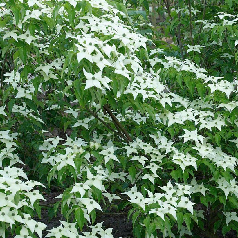 Cornus kousa Chinensis Cornouiller de Chine a floraison d'un blanc pur