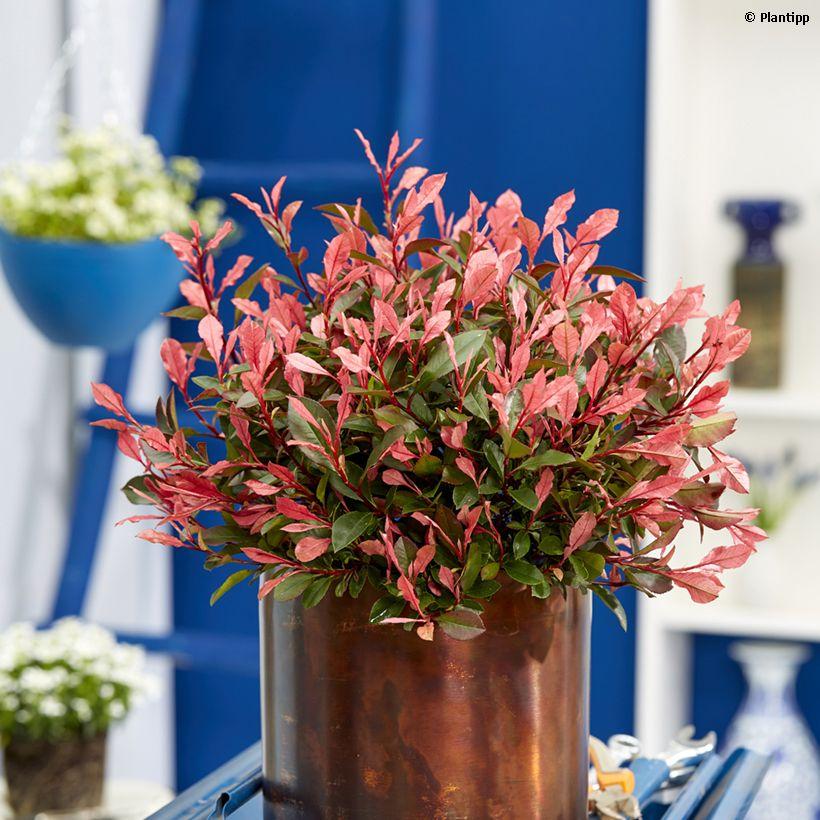 Photinia X Fraseri Red Tip Photinia Evergreen Shrub