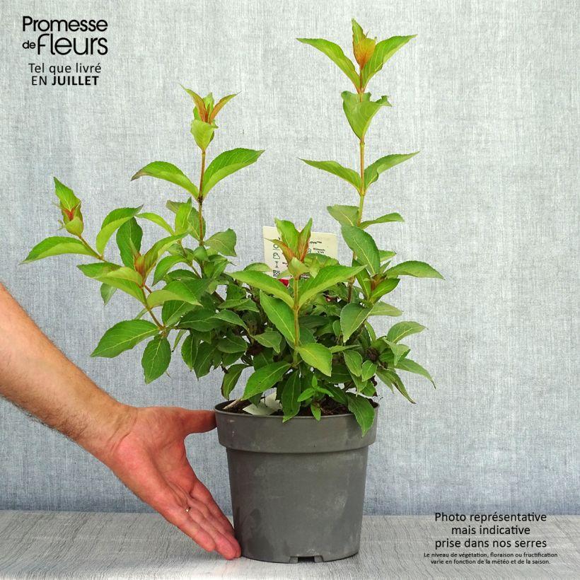 Weigela Cherry Love Arbuste compact aux fleurs rouge foncé