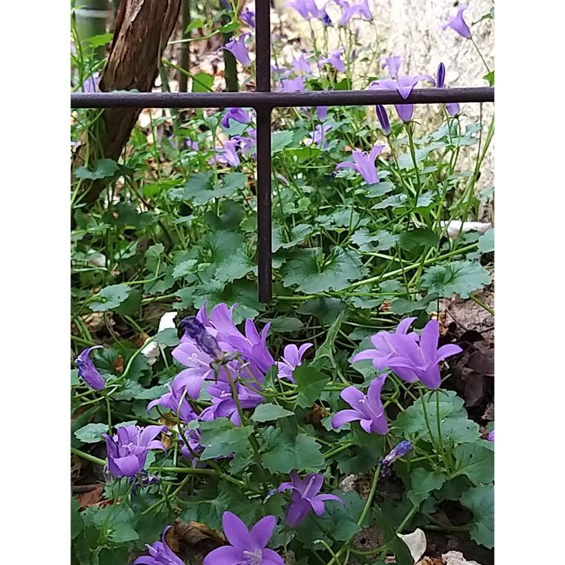 Campanule des murs Campanula portenschlagiana Vivace de rocaille à — free download