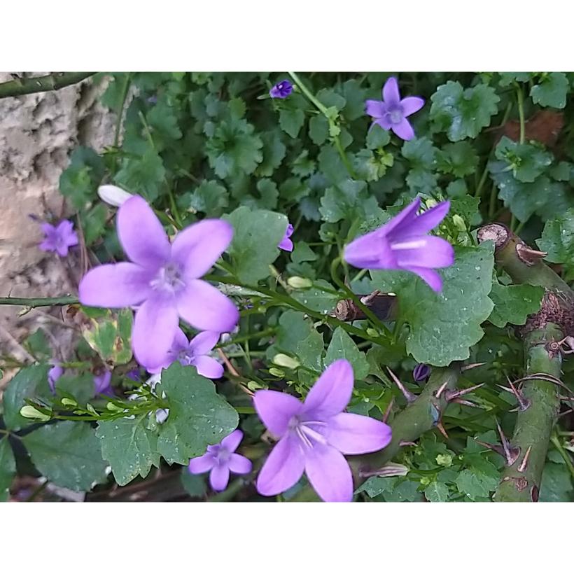 Campanule des murs Campanula portenschlagiana Vivace de rocaille à — free download