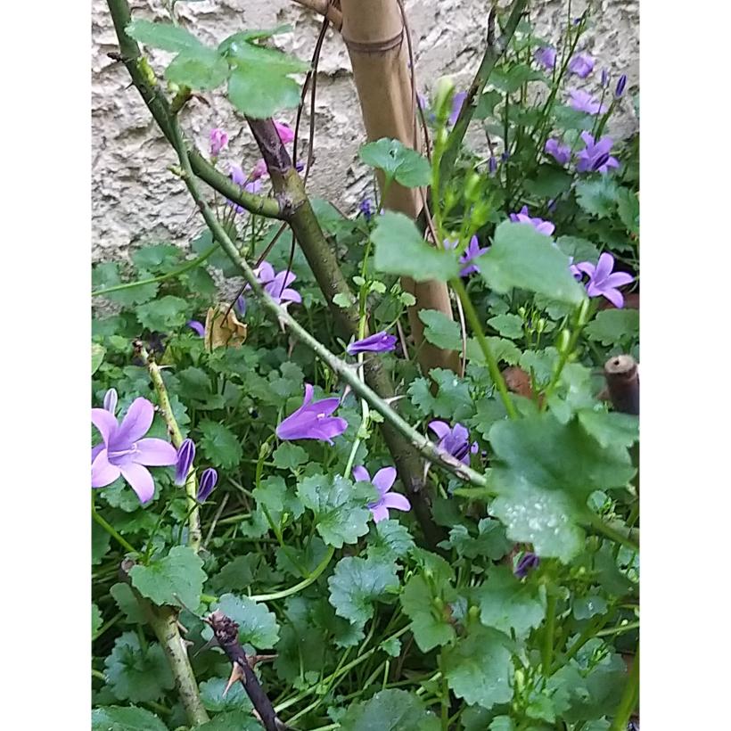 Campanule des murs Campanula portenschlagiana Vivace de rocaille à — free download