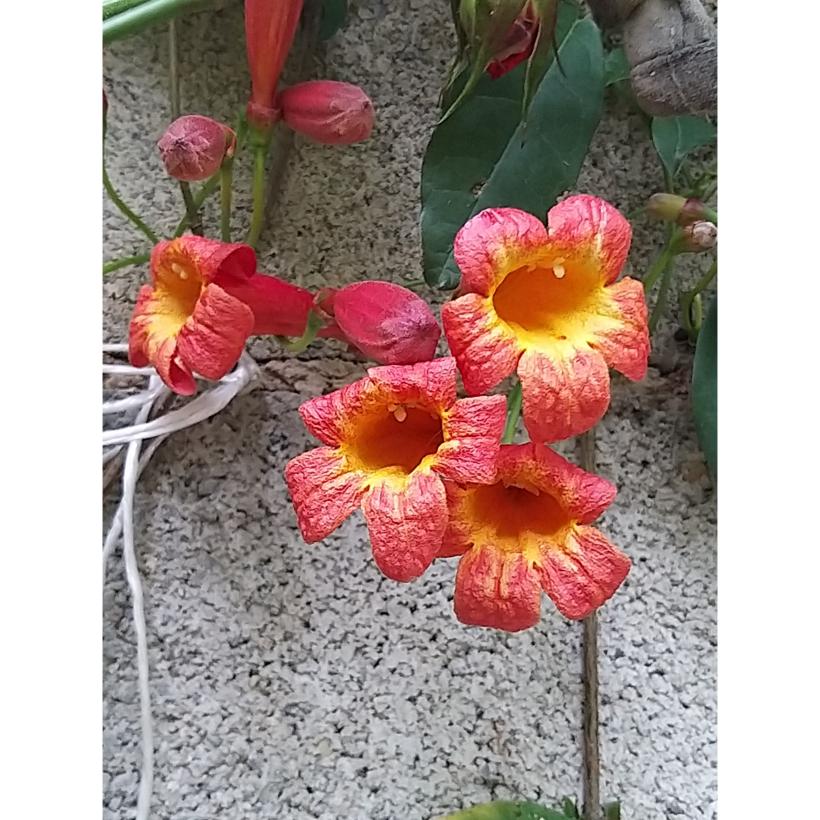 Bignone Capreolata Tangerine Beauty - Plante Grimpante Aux Fleurs Orange Et Rouge