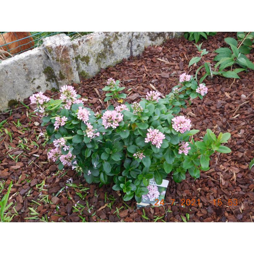 escallonia-pink-elle-arbuste-nain-floraison-estivale-rose-et-blanche