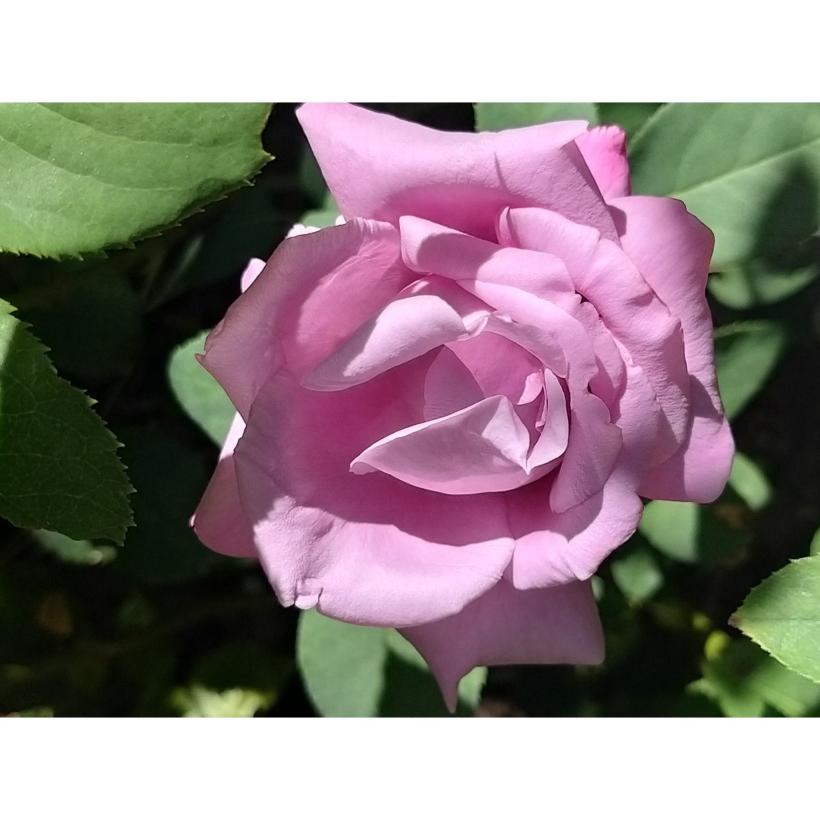 Rosa Charles De Gaulle In Vaso 19cm - Profumata, Color Lillà | Pianta Adulta 80-90 Cm, Fioritura Estiva - Foto 2