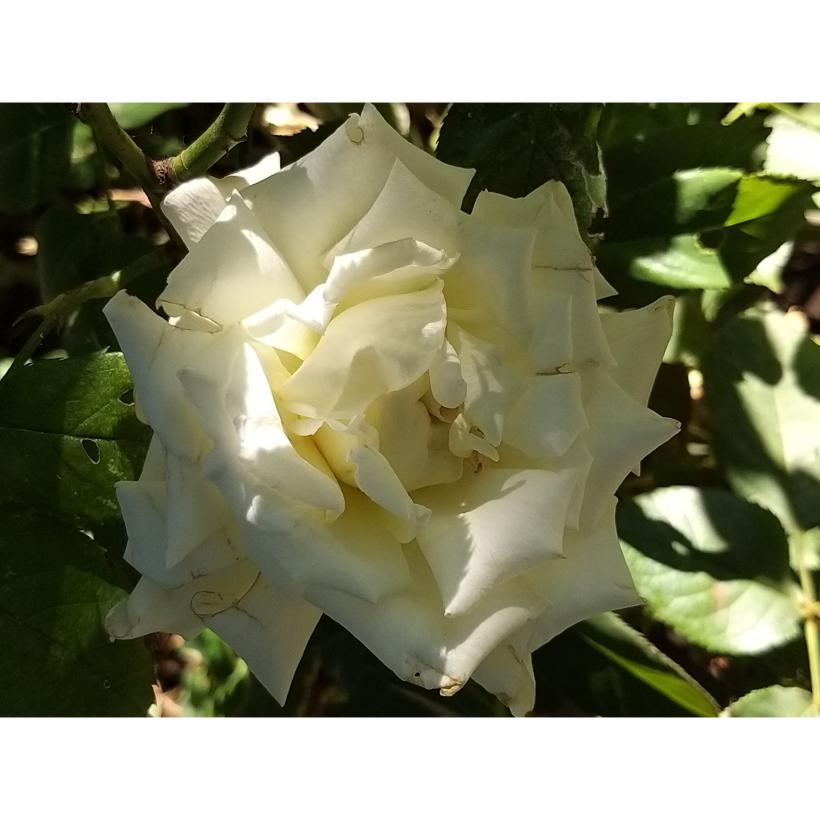 Rosier à grandes fleurs Pape JeanPaul II Feurs blanc pur parfumées.
