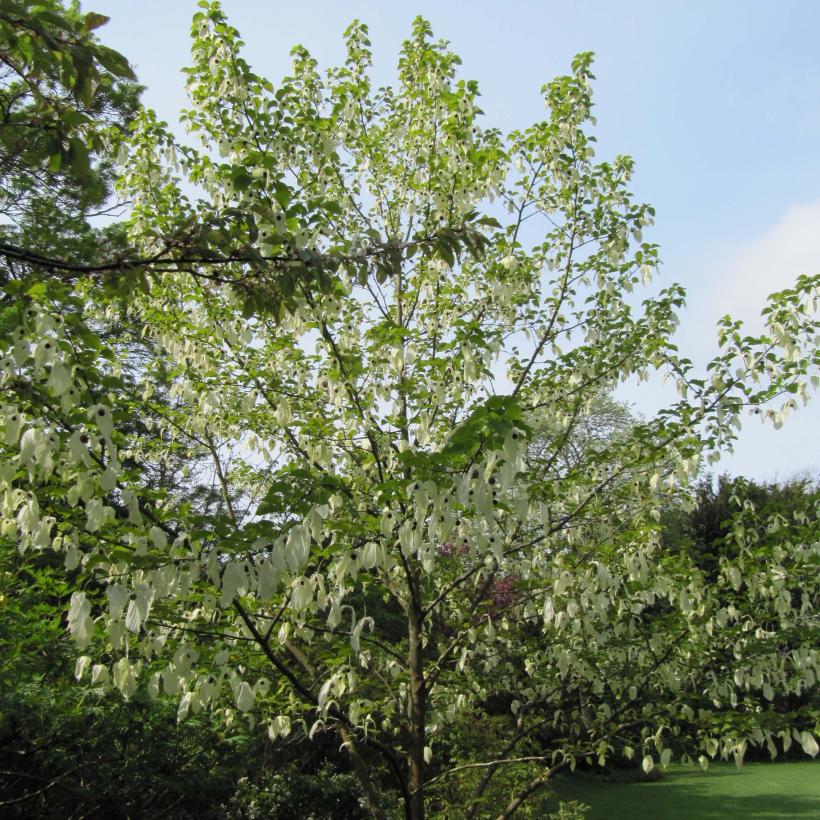 Davidia involucrata Arbre à mouchoir à fleurs blanches décoratives — free download
