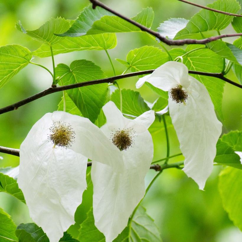 Davidia involucrata Arbre à mouchoir à fleurs blanches décoratives — free download
