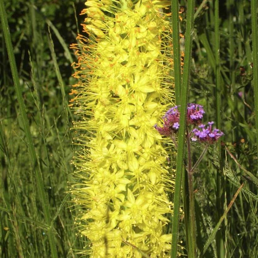 Eremurus Tap Dance Lis des steppes Bulbeuse à épis de fleurs jaune — free download