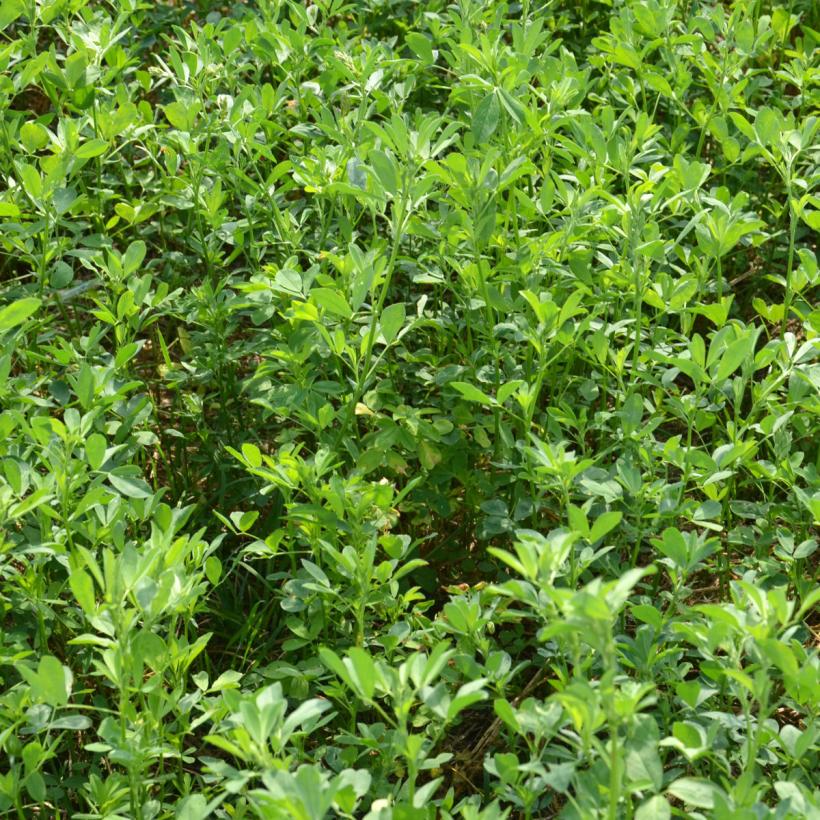 1500 Graines De Luzerne (alfalfa) - Plante Mellifère, Engrais Vert Naturel, Semences Paysannes Non Hybrides